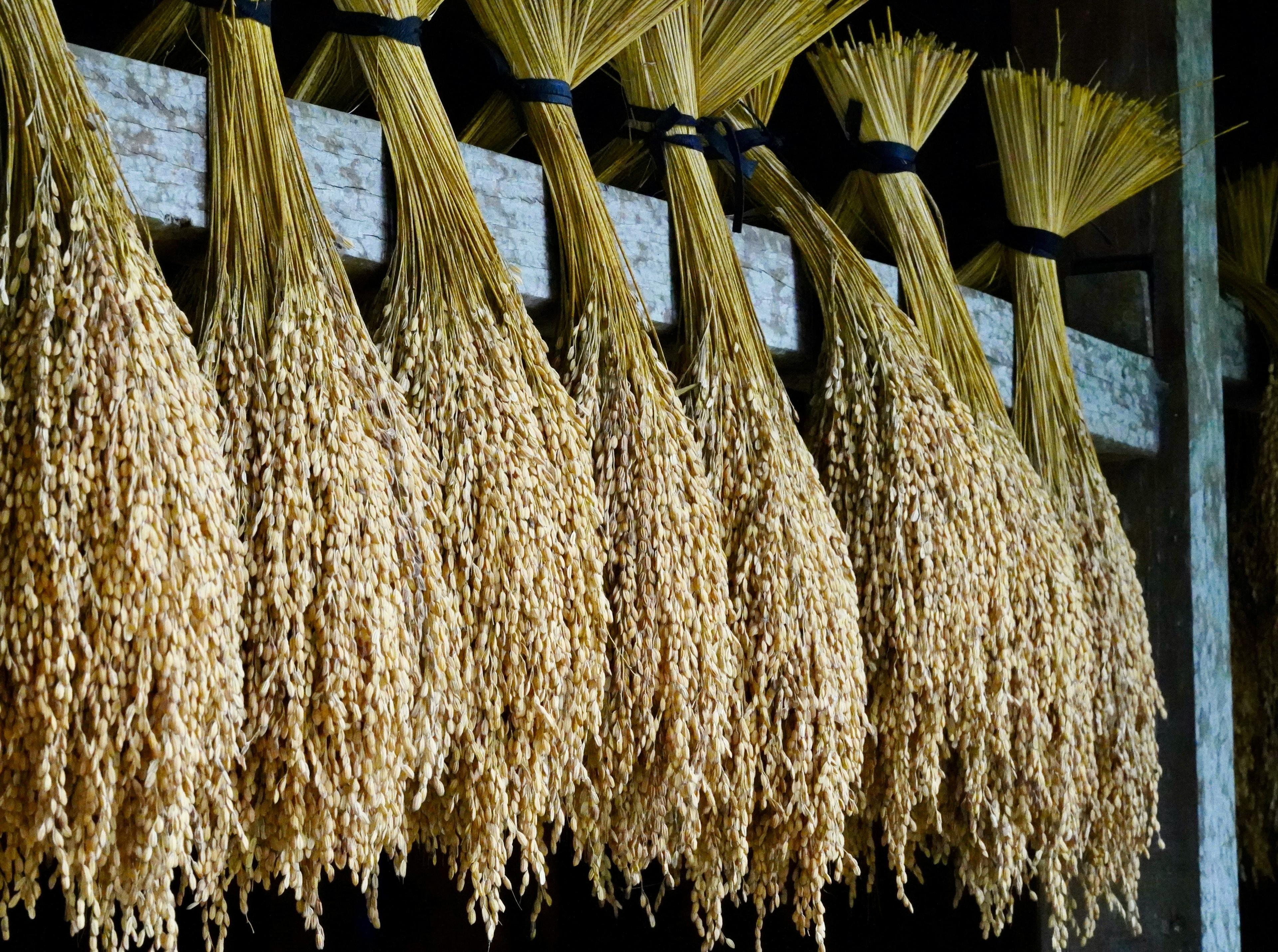 Long grain rice ready for export