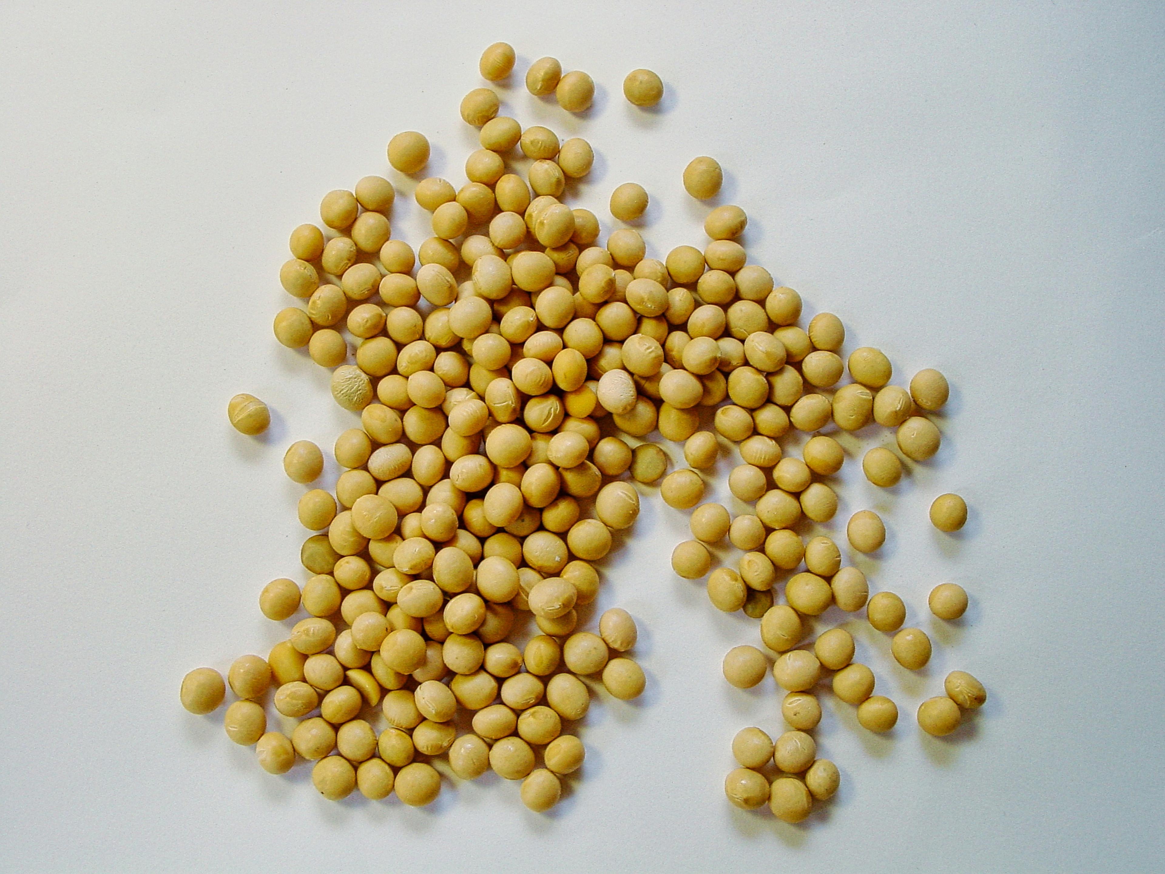 Bulk soybeans ready for shipment