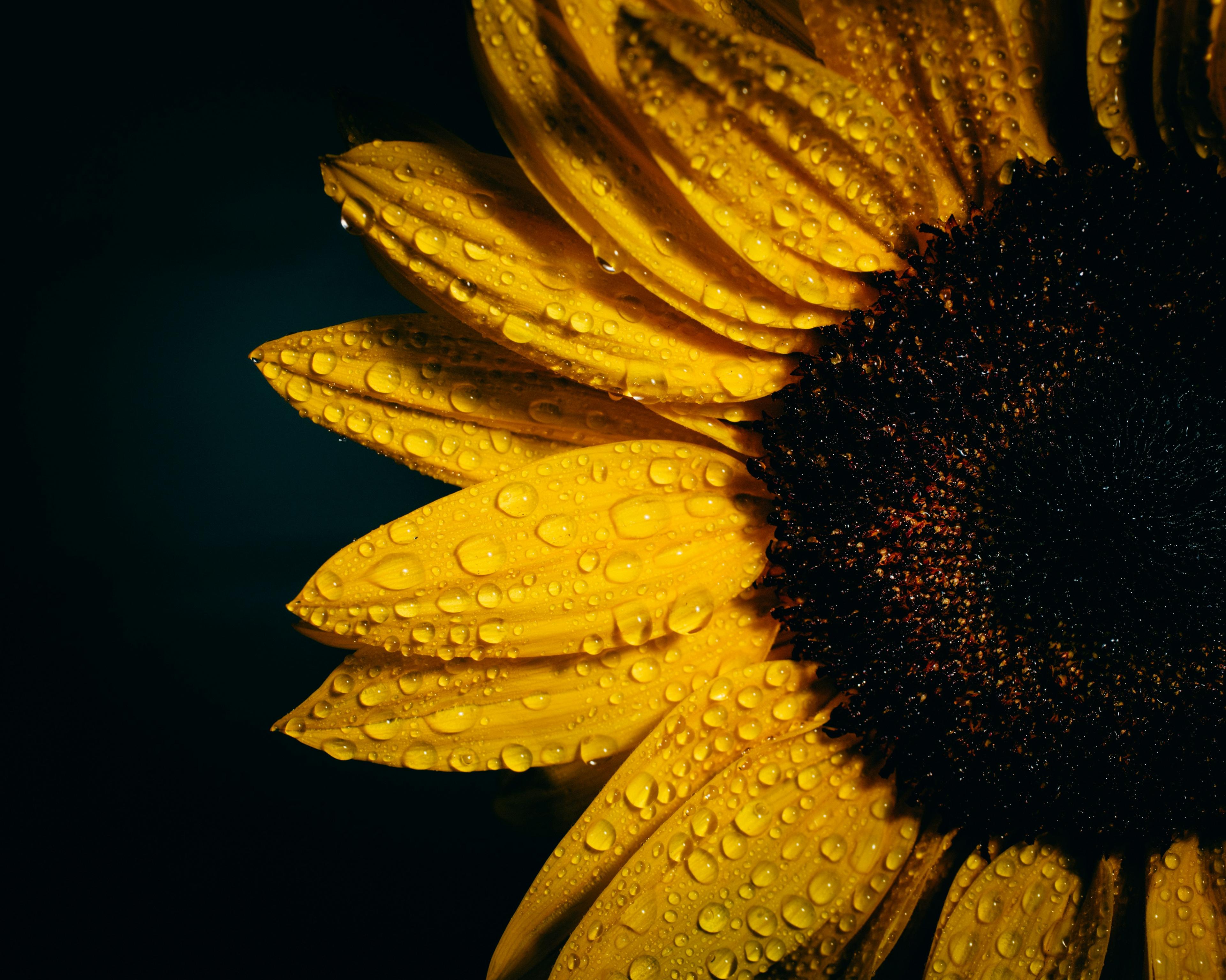 Refined sunflower oil for export